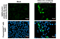 Anti-SARS-CoV-2 (COVID-19) nsp14 antibody [HL2539] used in Immunocytochemistry/ Immunofluorescence (ICC/IF). GTX638908
